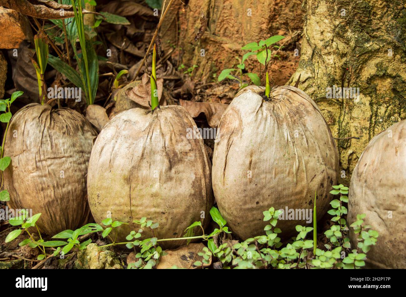 L'albero di cocco porta Buona fortuna. Quindi è bene piantarlo in giardino. Qui si mostrano piante di cocco germogliate su cocco Foto Stock