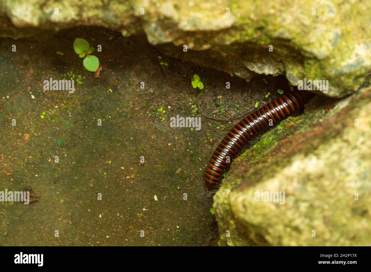 I millipedi sono un gruppo di artropodi caratterizzati da due paia di gambe articolate sulla maggior parte dei segmenti del corpo; sono effetti negativi che si muovono lentamente Foto Stock