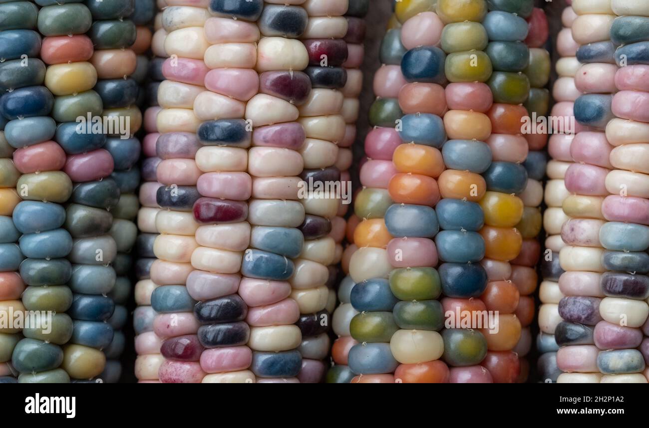 Foto macro di chicchi di granoturco in vetro di Zea Mays con chicchi color arcobaleno, coltivati su un'allotment a Londra nel Regno Unito. Foto Stock