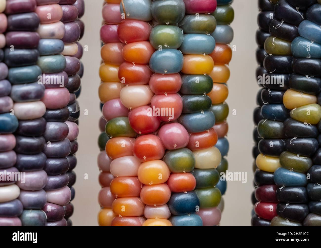 Foto macro di chicchi di granoturco in vetro di Zea Mays con chicchi color arcobaleno, coltivati su un'allotment a Londra nel Regno Unito. Foto Stock