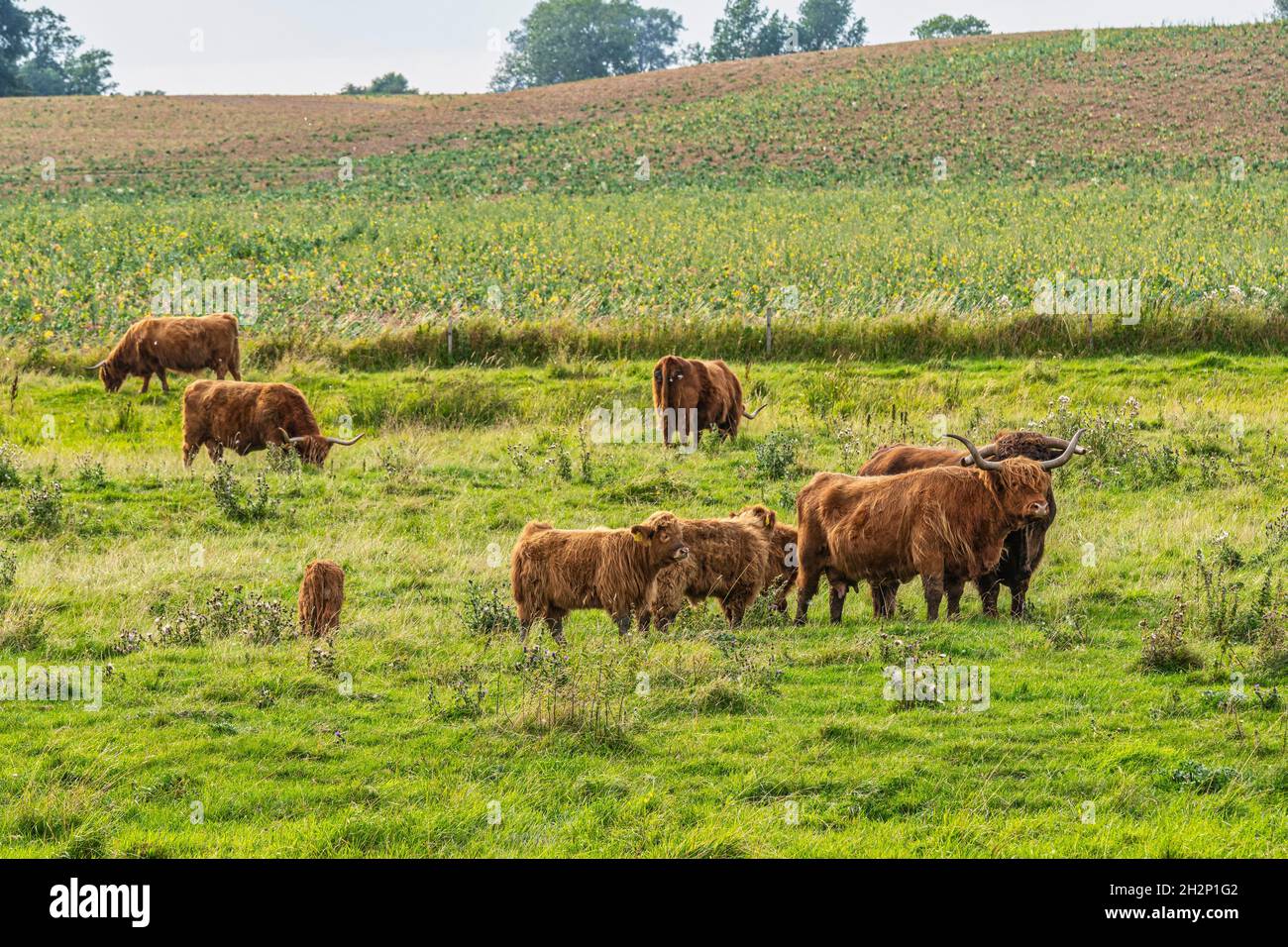 Mandria di vacche Highlander, una razza di bovini originari della Scozia, pascolo. Danimarca, Europa Foto Stock