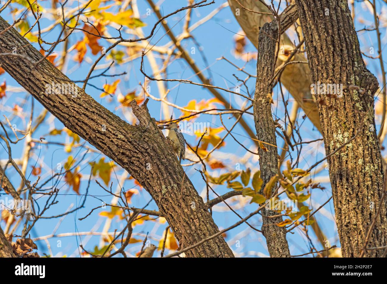Wooderpecker dalle decorazioni rosse con un Acorn in bocca nella cache River state Natural Area in Illinois Foto Stock