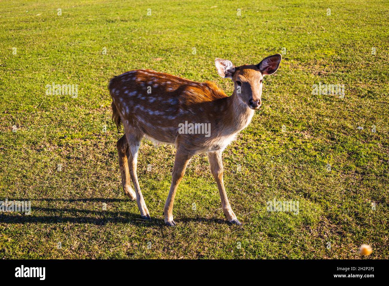 femmina daino che cammina in erba d'autunno Foto Stock