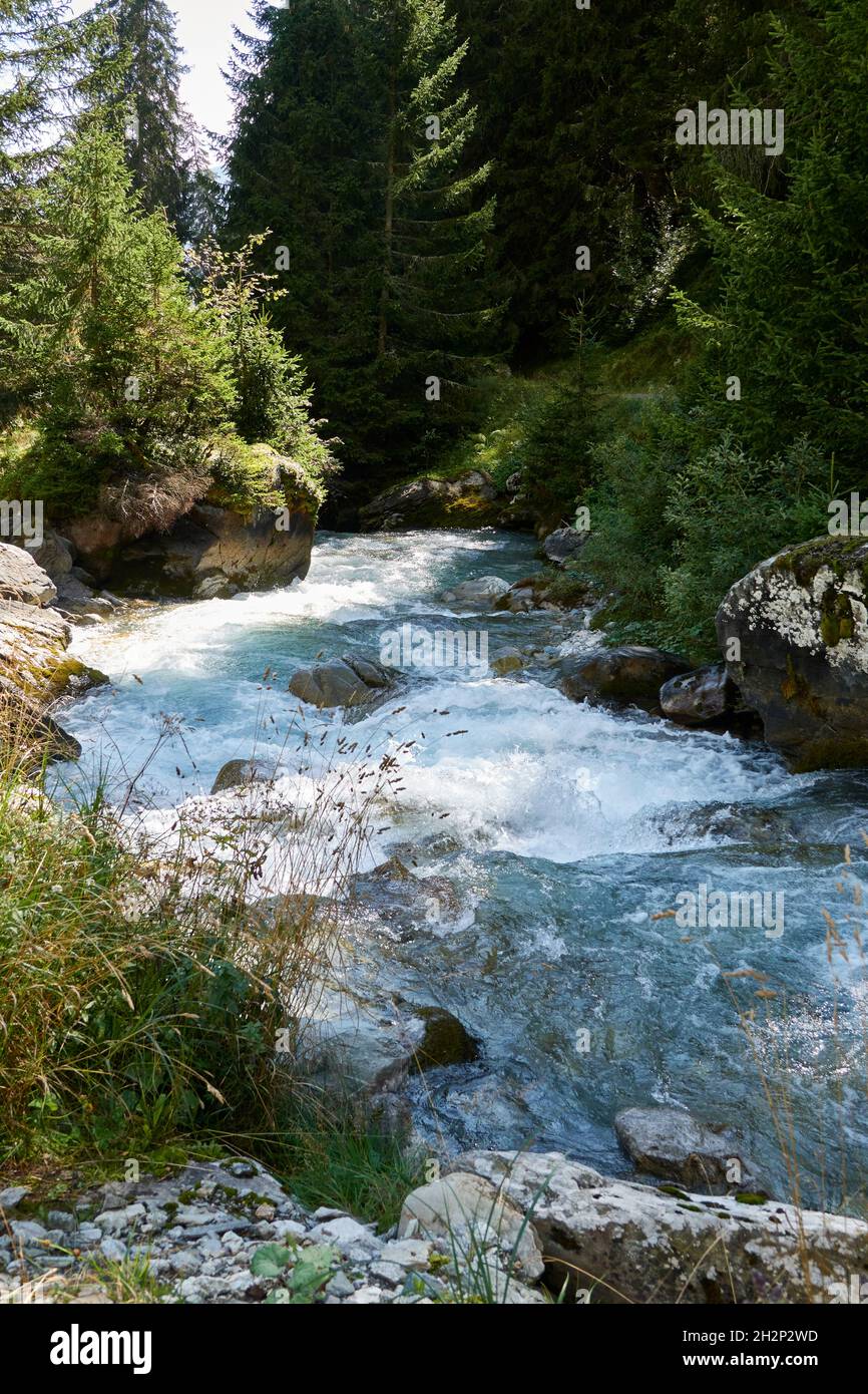 Il torrente di montagna selvaggio senza ostacoli fiancheggiato da Fir Forest si precipita nella valle. Riflessi della luce Danza sull'acqua schiumosa. Surselva Grigioni Switzer Foto Stock