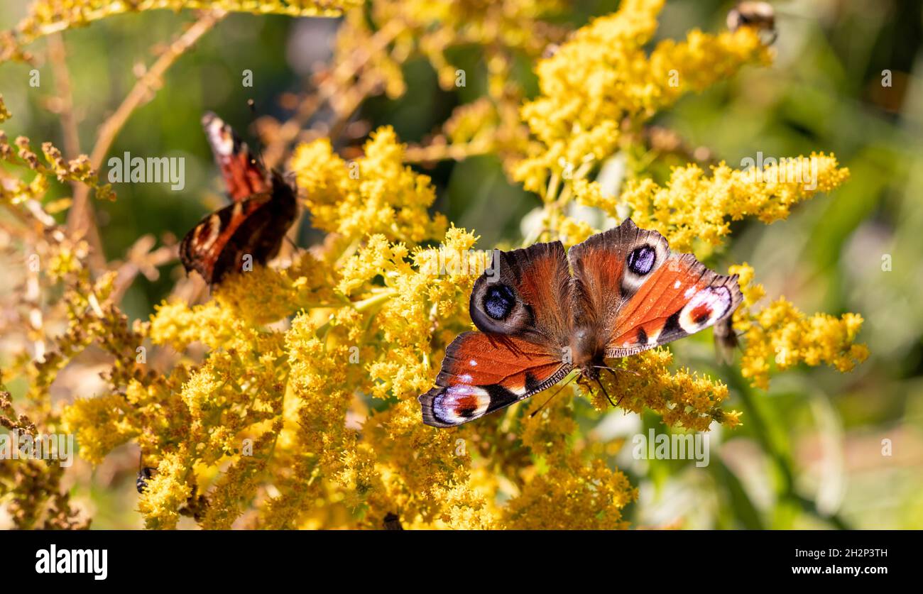 Peacock Farfalle che si nutrono dei fiori di canna d'oro. Io Aglais. Foto Stock