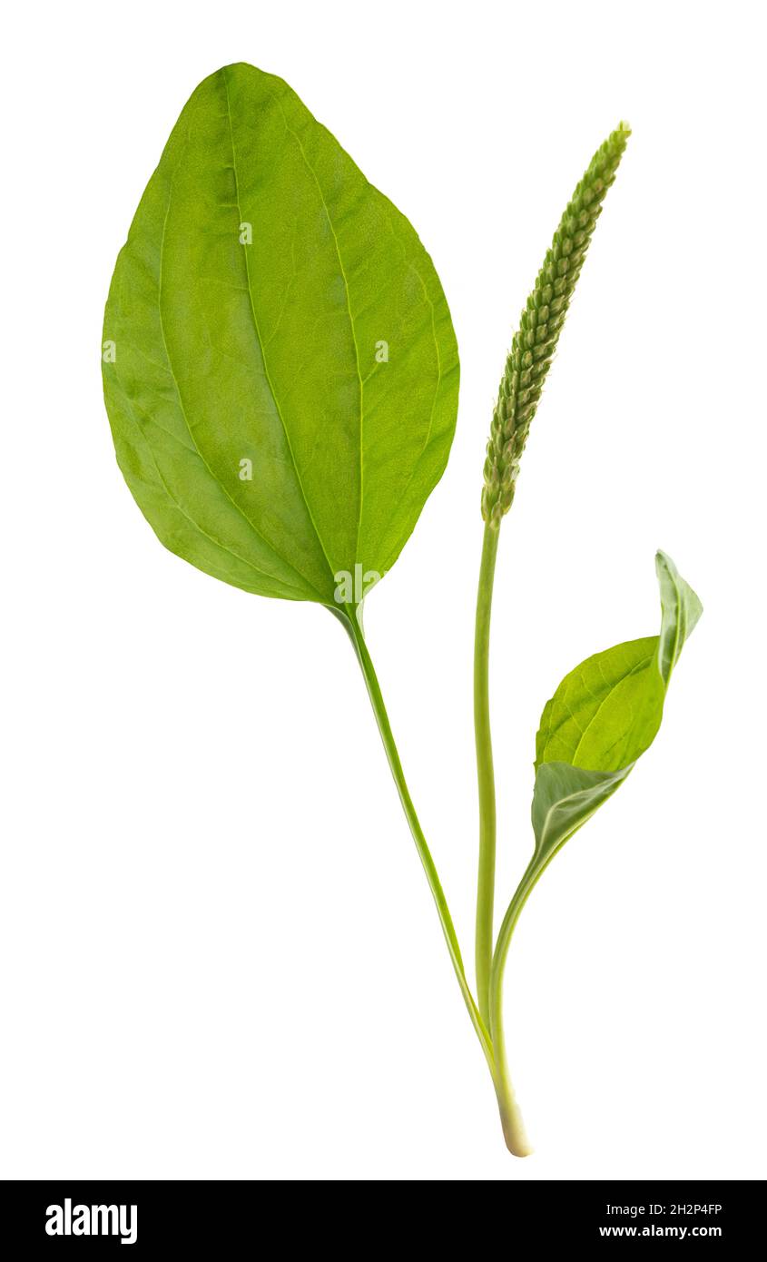 Foglie di plantain a foglia larga con orecchio isolato su sfondo bianco Foto Stock