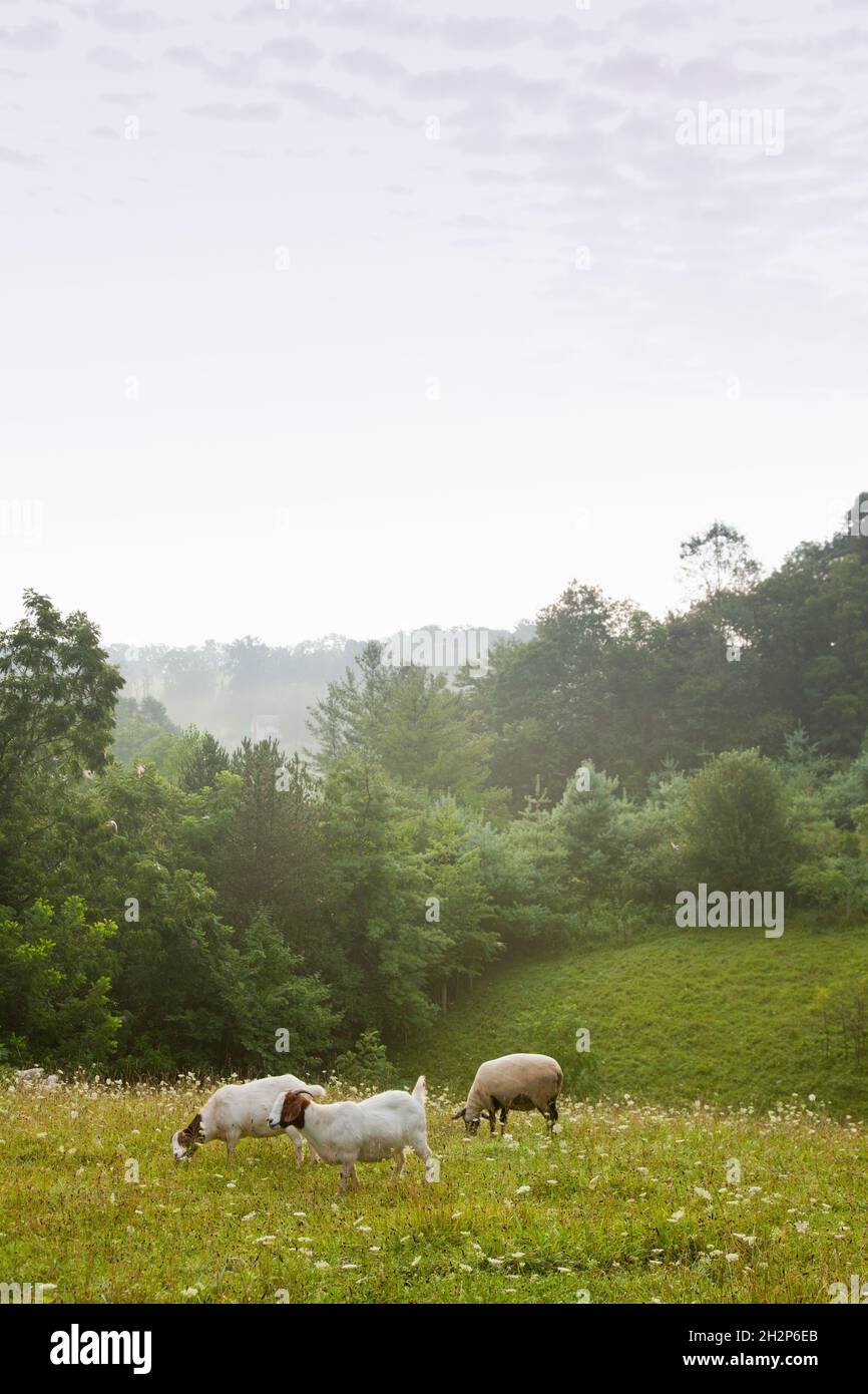 Percorso attraverso il campo con il paesaggio confido in disctance, Holmes County, Ohio, Stati Uniti Foto Stock