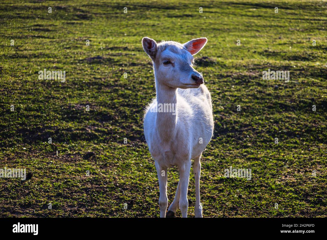giovani cervi che camminano in erba d'autunno Foto Stock