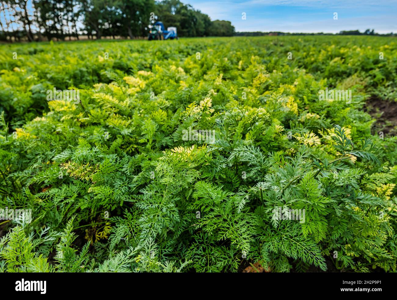 Carote e stocchi che crescono in campi coltivati pronti per la raccolta, East Lothian, Scozia, Regno Unito Foto Stock
