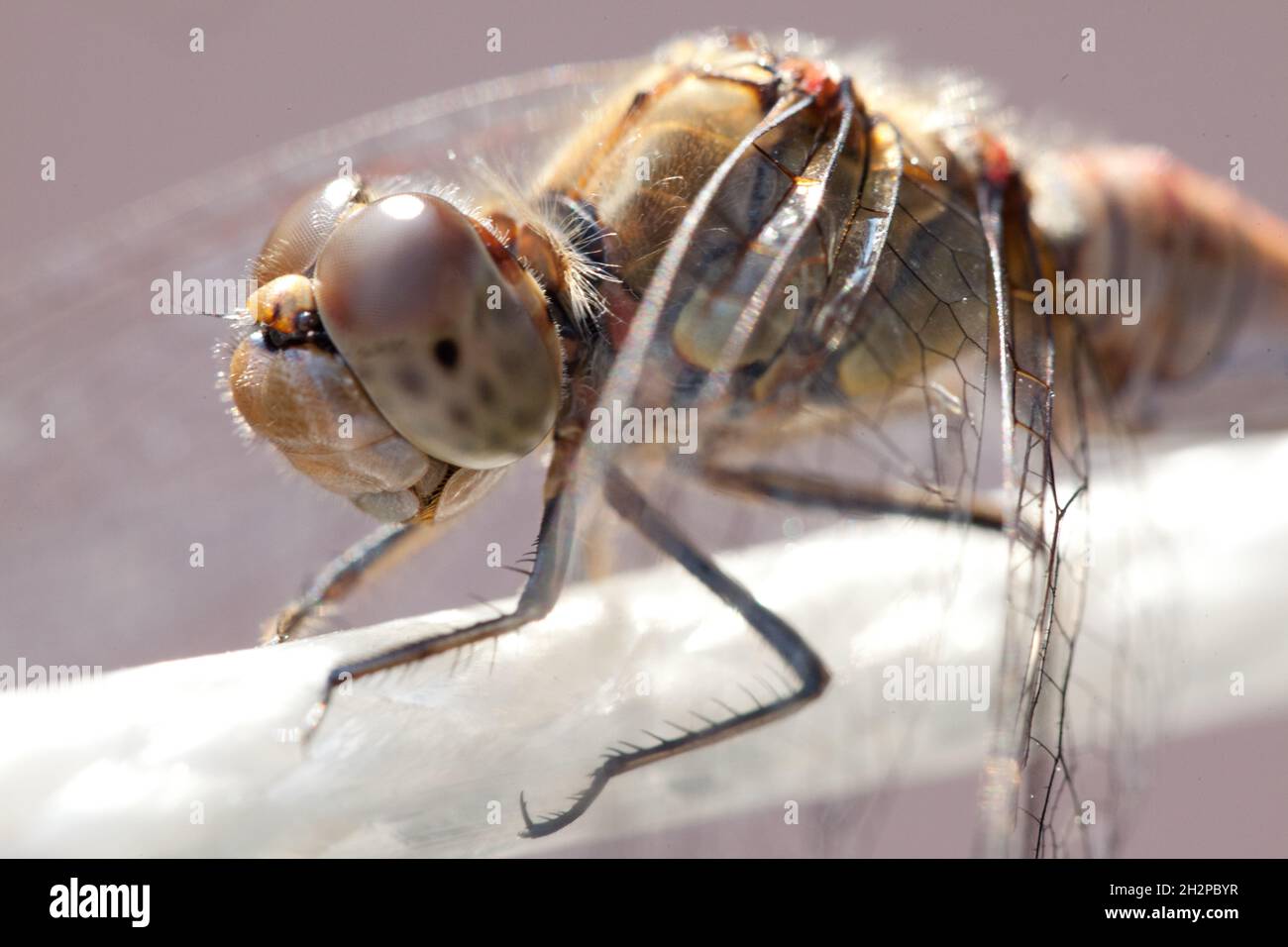 sui vostri occhi grandi Foto Stock
