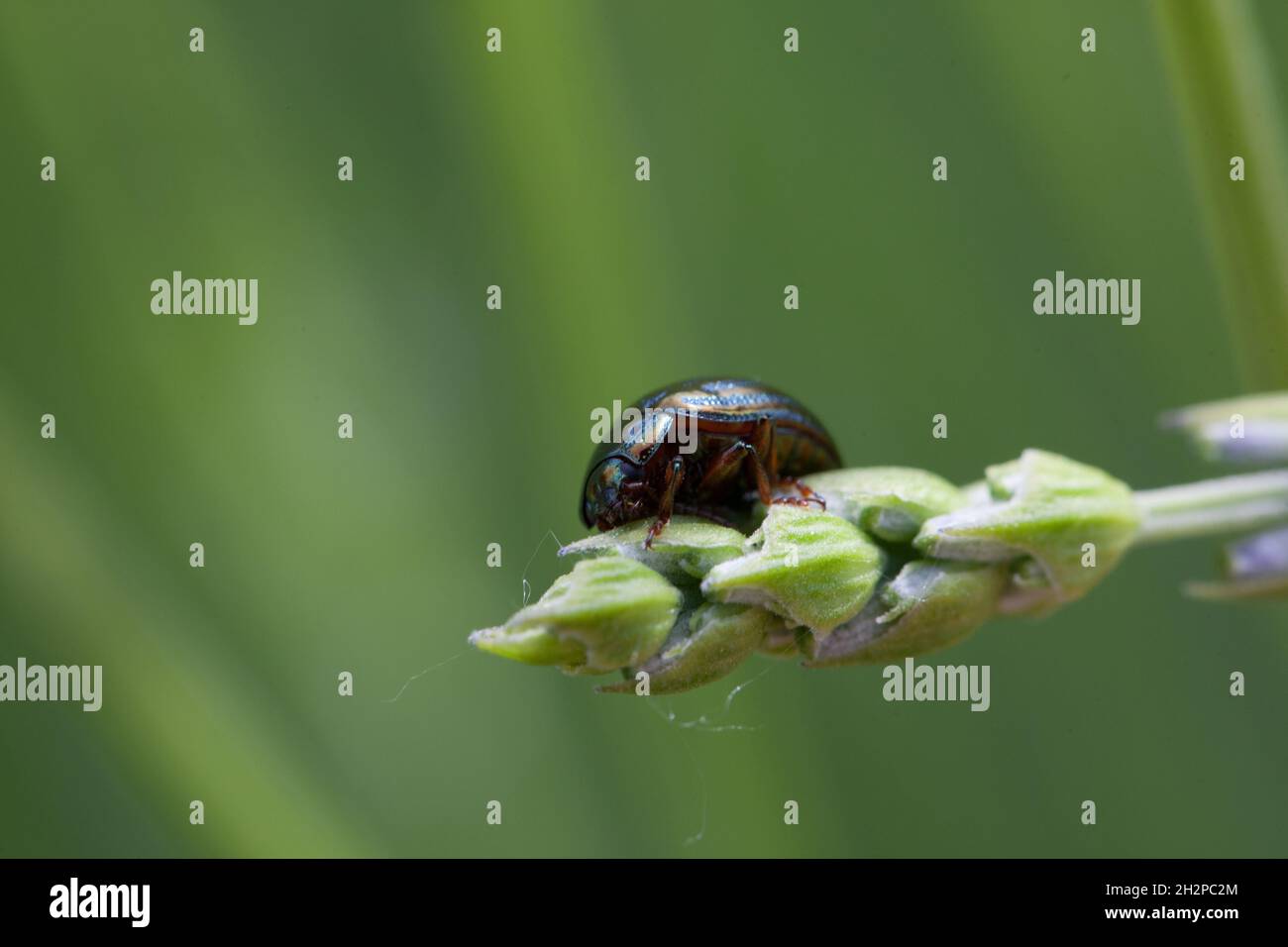 al riposo sulle piante Foto Stock