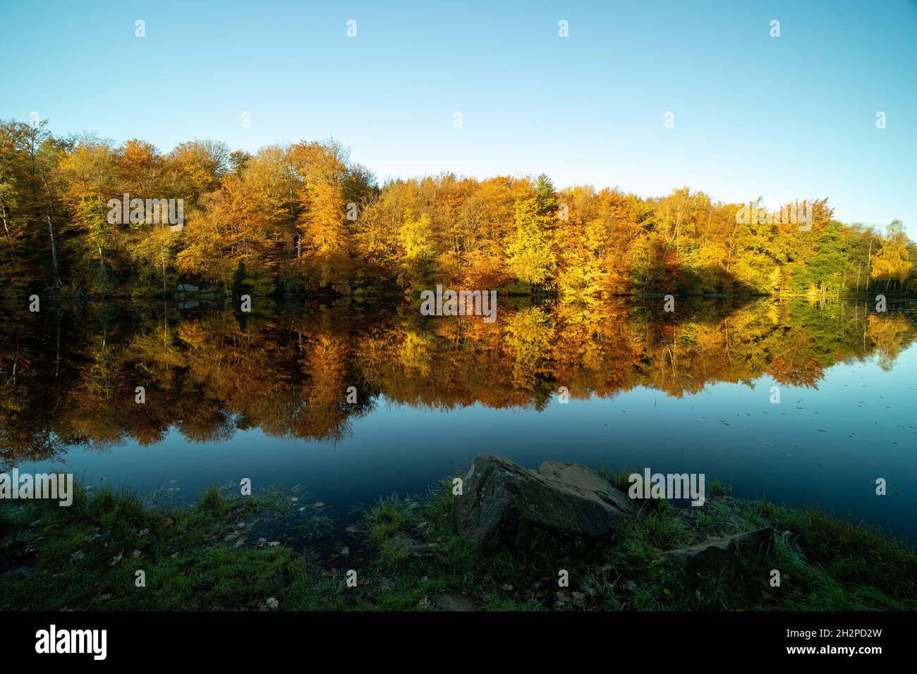 Giallo autunno foresta riflessa sul lago blu Foto Stock