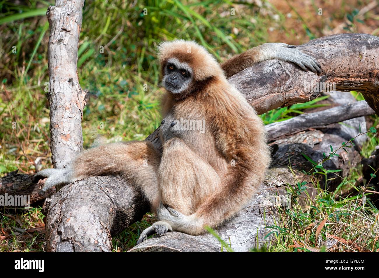 Scimmia gibbone LAR (Hylobates lar), nota anche come gibbone a mano bianca, seduta in una foresta, guardando la macchina fotografica. La colorazione della pelliccia varia da nero a b scuro Foto Stock