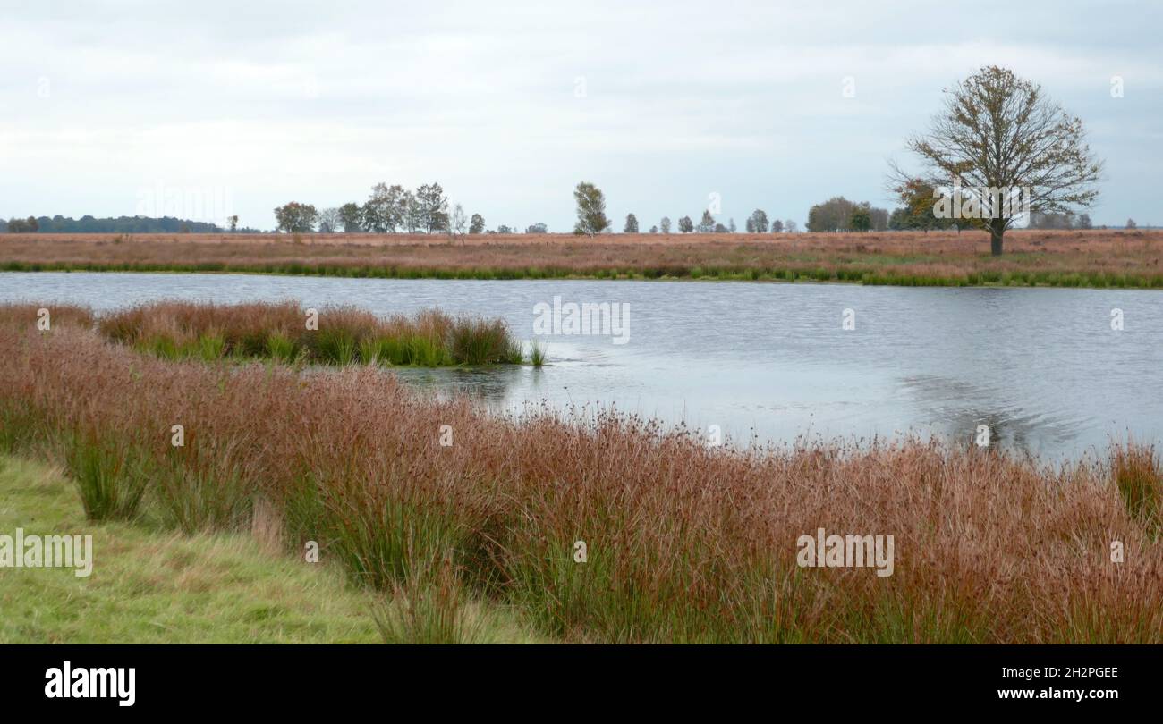 Il Parco Naturale Internazionale Bourtanger Moor-Bargerveen è una riserva naturale transfrontaliera nella parte occidentale della Germania e nel Nord-Est dei Paesi Bassi Foto Stock