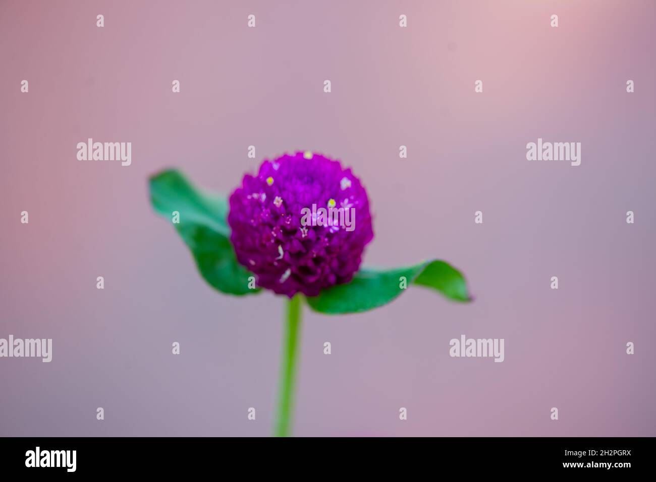 Gomfrena fiore sferico nel giardino botanico di Batumi Foto Stock