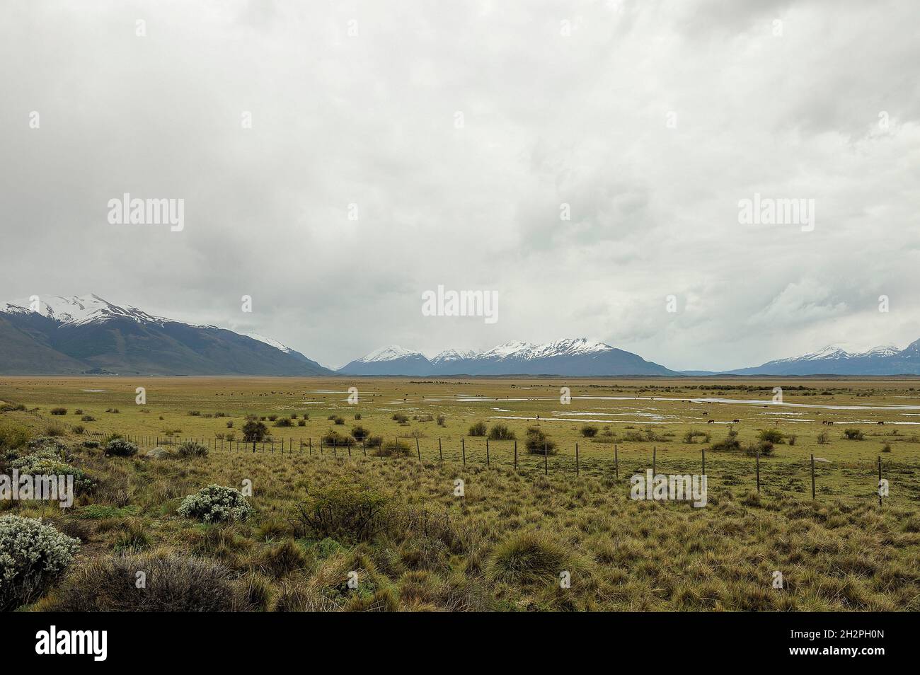 Steppa bagnata a El Calafate - Patagonia. Foto Stock