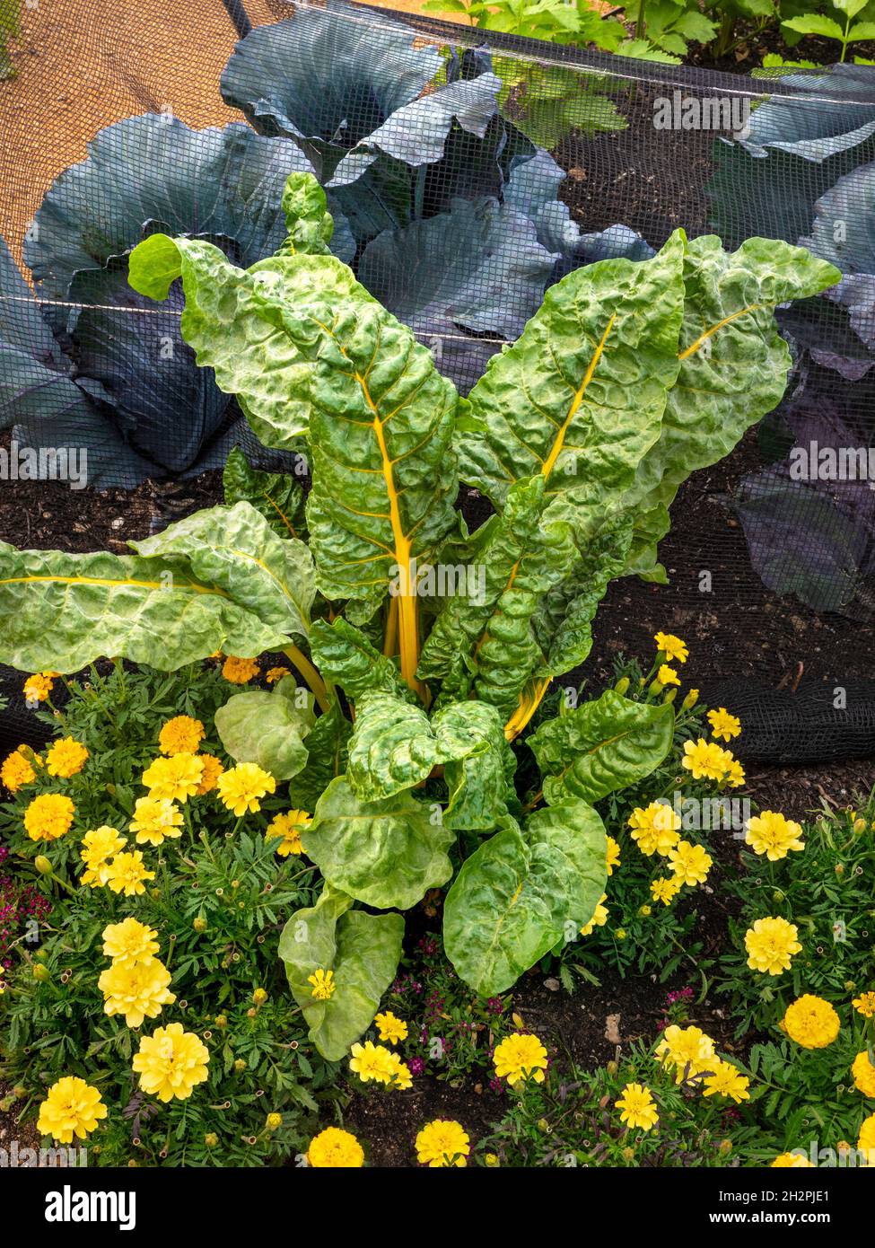 Swiss Chard Yellow Chard 'BRIGHT LIGHTS' Beta vulgaris (Leaf Beet Group) e fiori di marigold con cavolo Rosso 'Klimaro' in rete Foto Stock