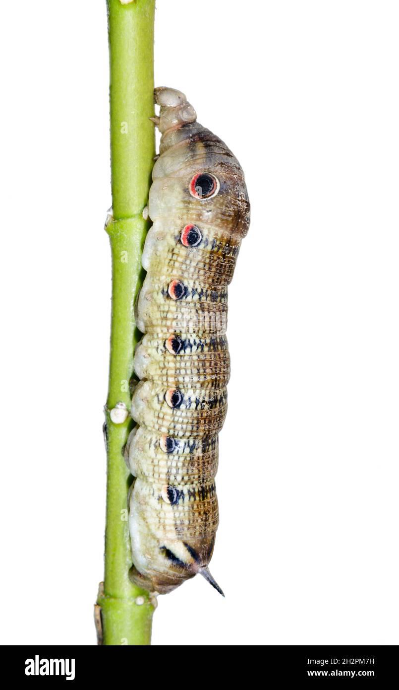 Tersa sphinx moth (Xylophanes tersa) caterpillar, isolato su sfondo bianco. Foto Stock