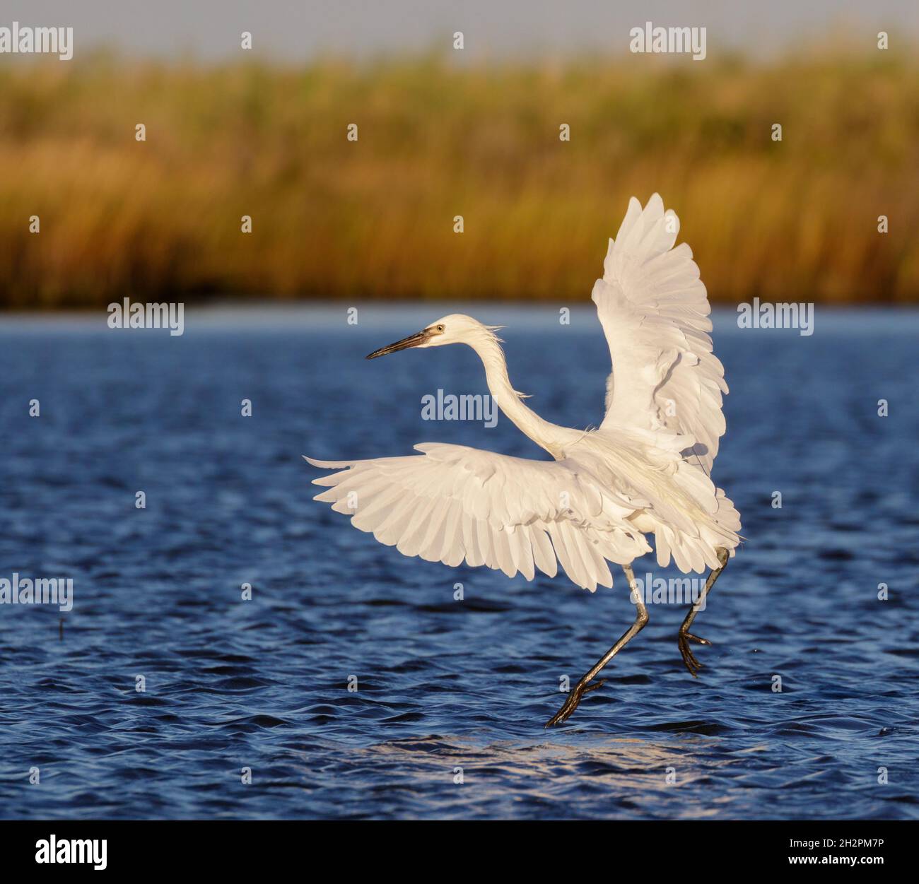 Gretta rossastra (Egretta rufescens) caccia di morfi bianchi in palude marea, Galveston, Texas, USA. Foto Stock