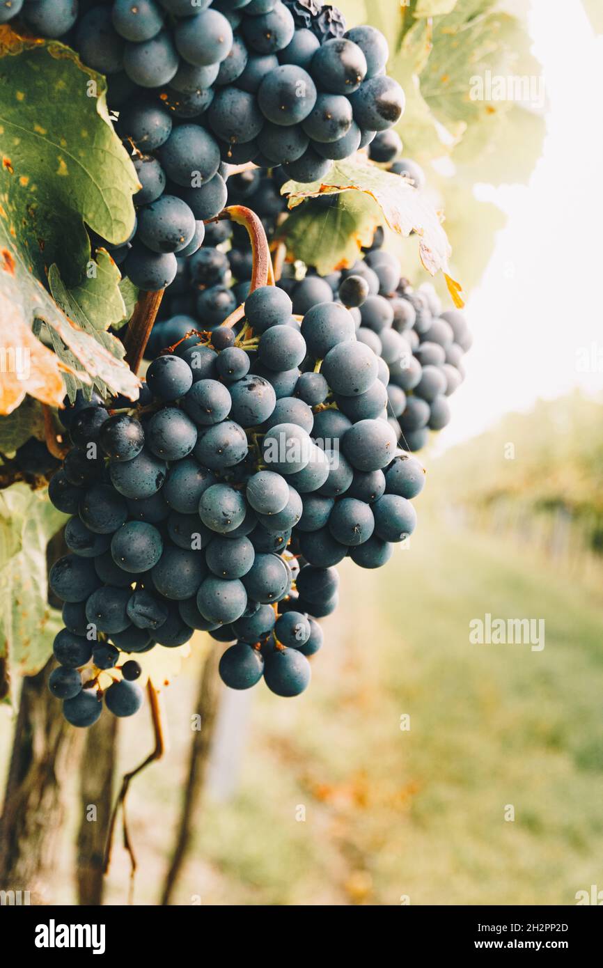 Uve da vino rosso in vigna durante freddo, umido e nebbia autunno tempo. Degustazione di vini biologici freschi e naturali in una regione vinicola. Foto Stock