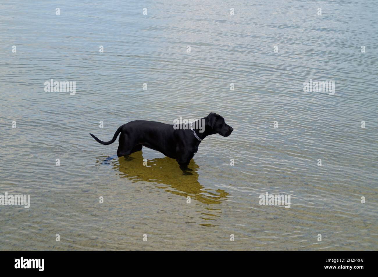 Un simpatico Mastiff nero che suona nel villaggio bavarese Schondorf nel lago Ammersee (Germania) Foto Stock