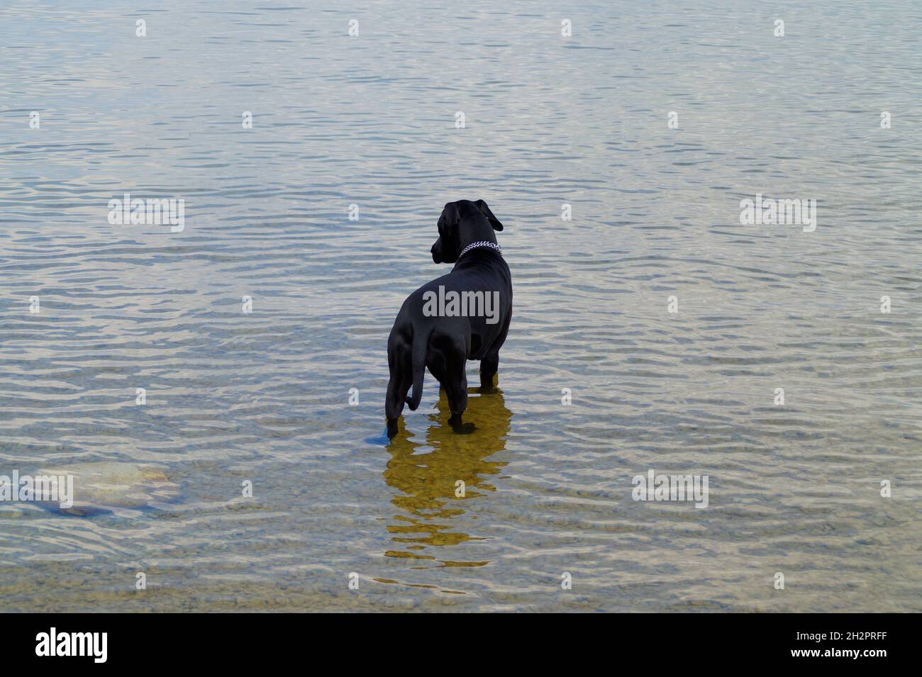 Un simpatico Mastiff nero che suona nel villaggio bavarese Schondorf nel lago Ammersee (Germania) Foto Stock