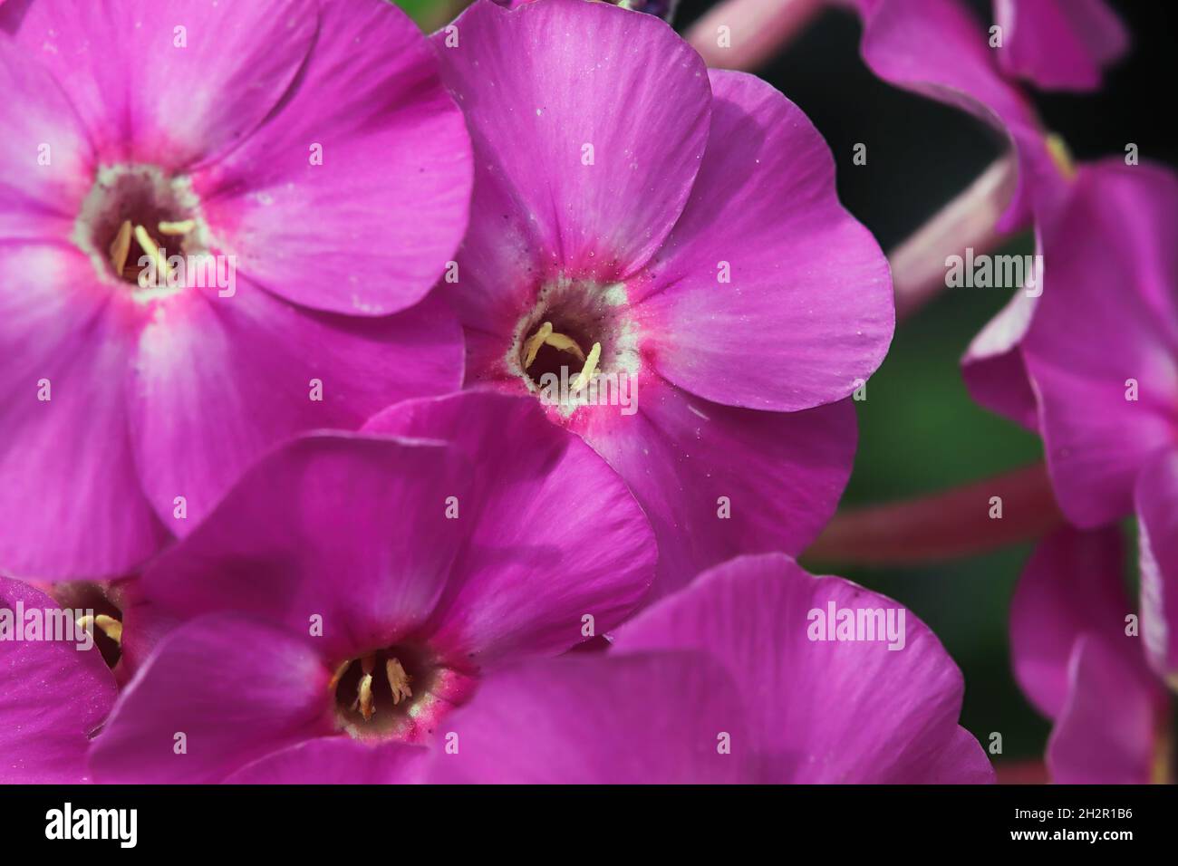 Macro dei centri di fiori flox Foto Stock