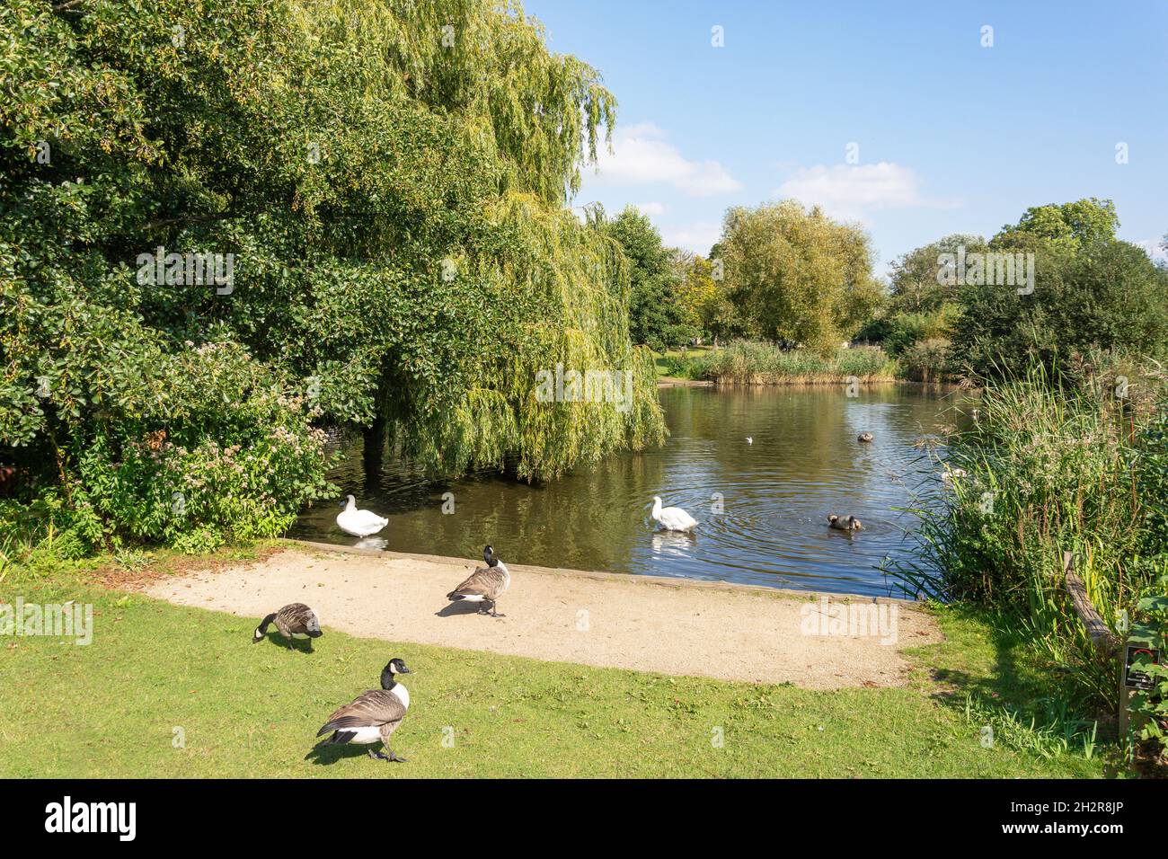 Ham Pond, Ham Common, Ham, London Borough of Richmond upon Thames, Greater London, England, Regno Unito Foto Stock