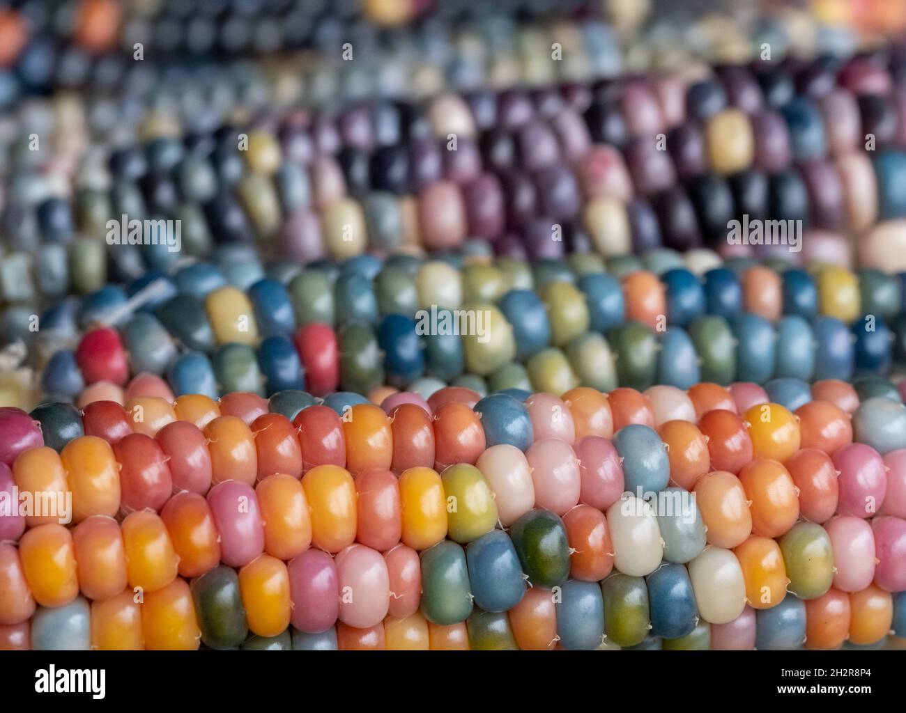 Foto macro di chicchi di granoturco in vetro di Zea Mays con chicchi color arcobaleno, coltivati su un'allotment a Londra nel Regno Unito. Foto Stock