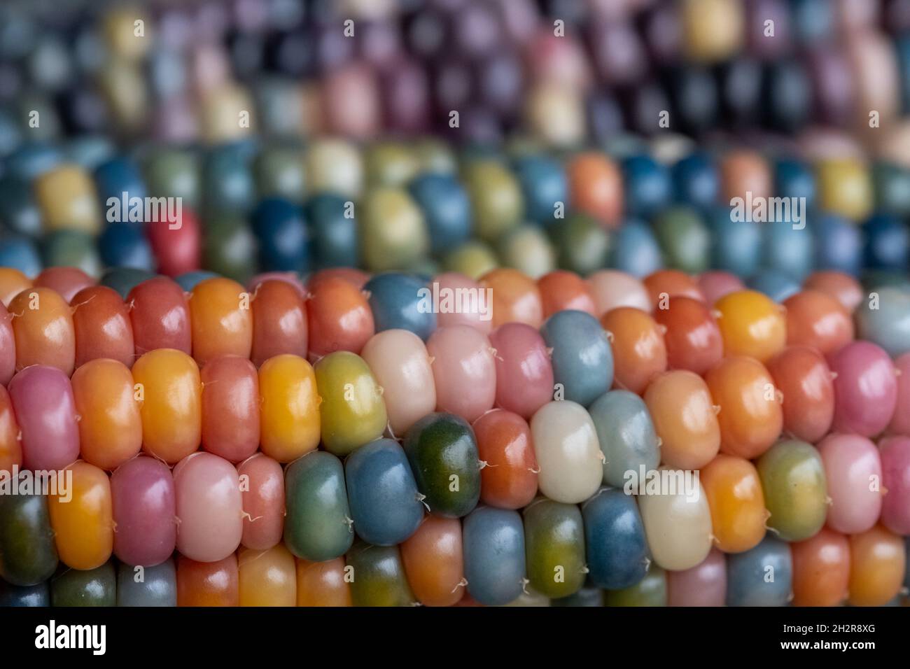 Foto macro di chicchi di granoturco in vetro di Zea Mays con chicchi color arcobaleno, coltivati su un'allotment a Londra nel Regno Unito. Foto Stock
