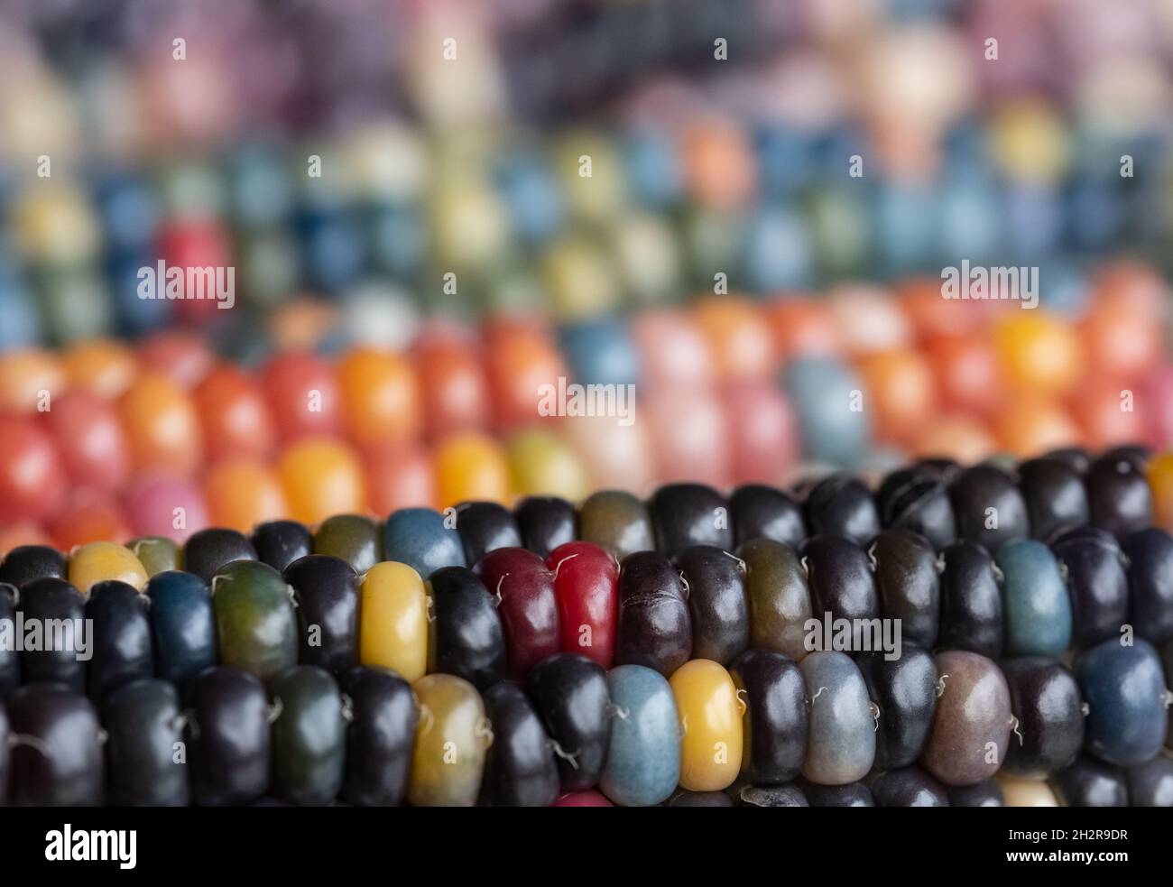 Foto macro di chicchi di granoturco in vetro di Zea Mays con chicchi color arcobaleno, coltivati su un'allotment a Londra nel Regno Unito. Foto Stock