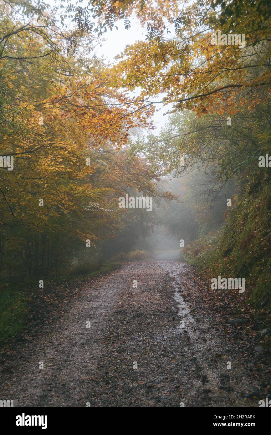 Strada nella foresta in un giorno autunnale piovoso, nebbia, Asturie, Spagna. Foto Stock
