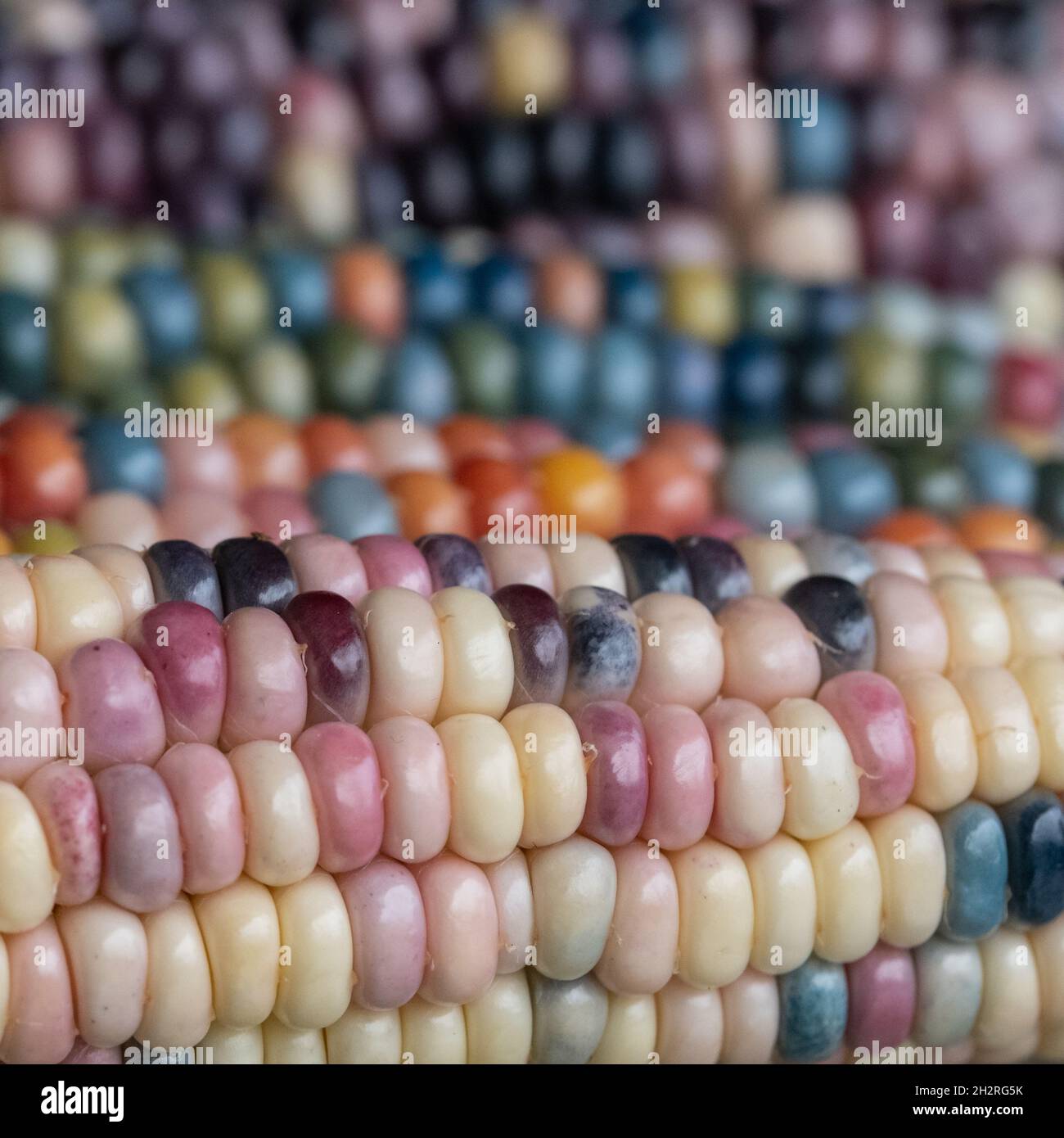 Foto macro di chicchi di granoturco in vetro di Zea Mays con chicchi color arcobaleno, coltivati su un'allotment a Londra nel Regno Unito. Foto Stock