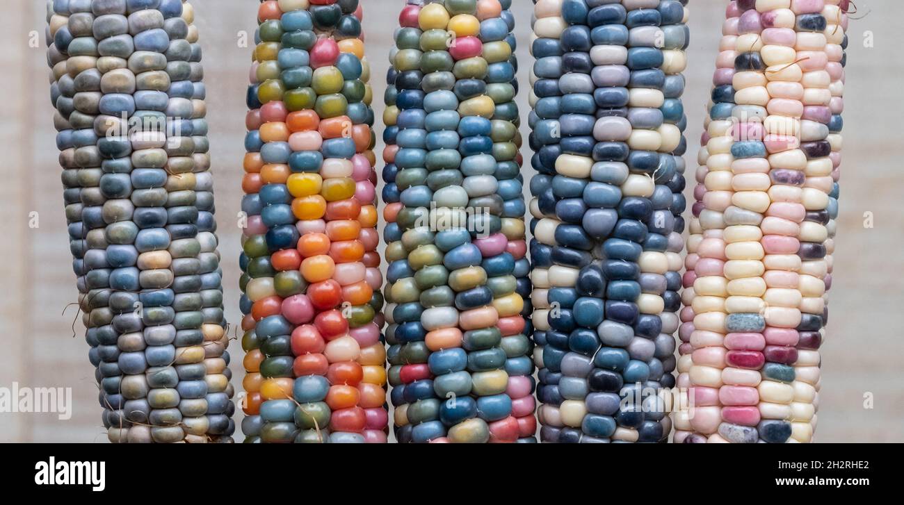 Foto macro di chicchi di granoturco in vetro di Zea Mays con chicchi color arcobaleno, coltivati su un'allotment a Londra nel Regno Unito. Foto Stock