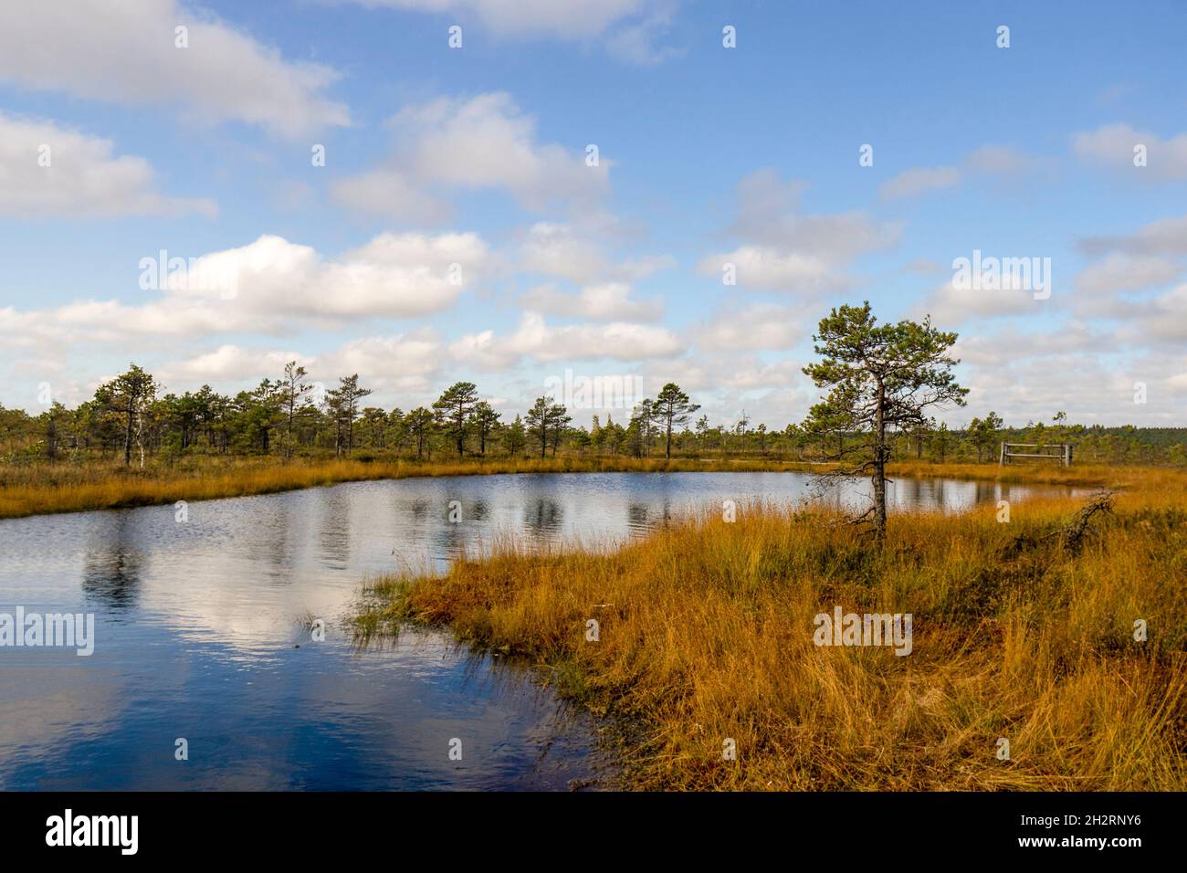 Piccolo albero vicino al lago con riflessi del cielo blu nel Parco Nazionale di Kemeri, Jurmala Lettonia. Sul sentiero tra palude, paludi, laghi, foresta. Foto Stock