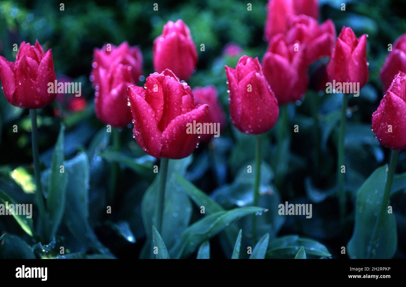 LETTO GIARDINO DI TULIPANI FIORITI COPERTO DI GOCCE DI PIOGGIA Foto Stock