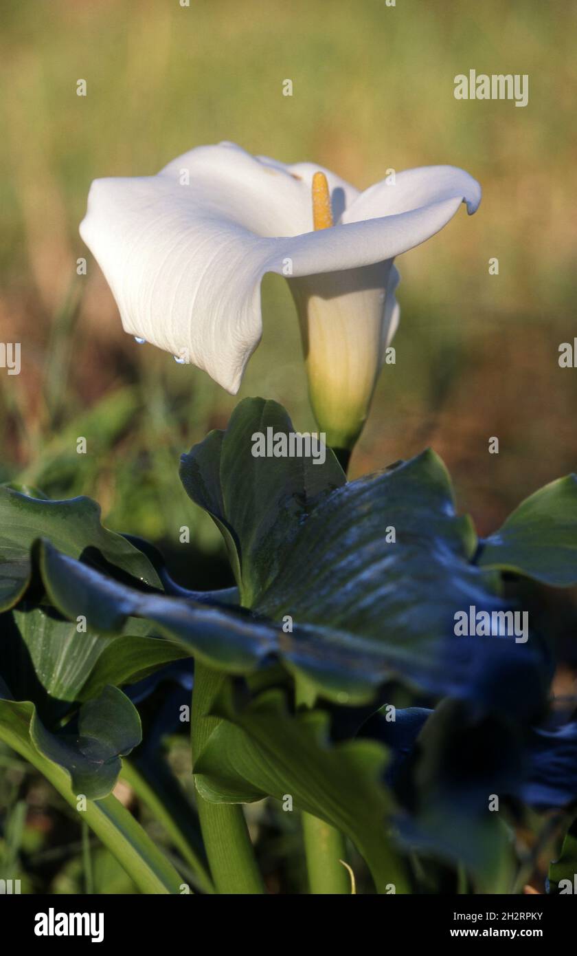 GIGLIO DI ARUM BIANCO GIGANTE (ZANTEDESCHIA) Foto Stock