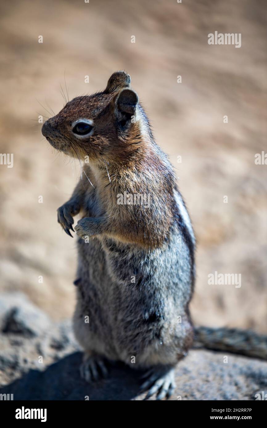 Scoiattolo dorato nel suo habitat naturale a Mt. Rainier National Park nello stato di Washington. Foto Stock