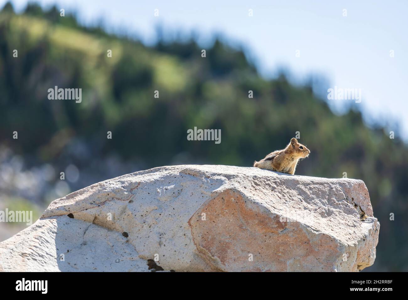 Scoiattolo dorato nel suo habitat naturale a Mt. Rainier National Park nello stato di Washington. Foto Stock