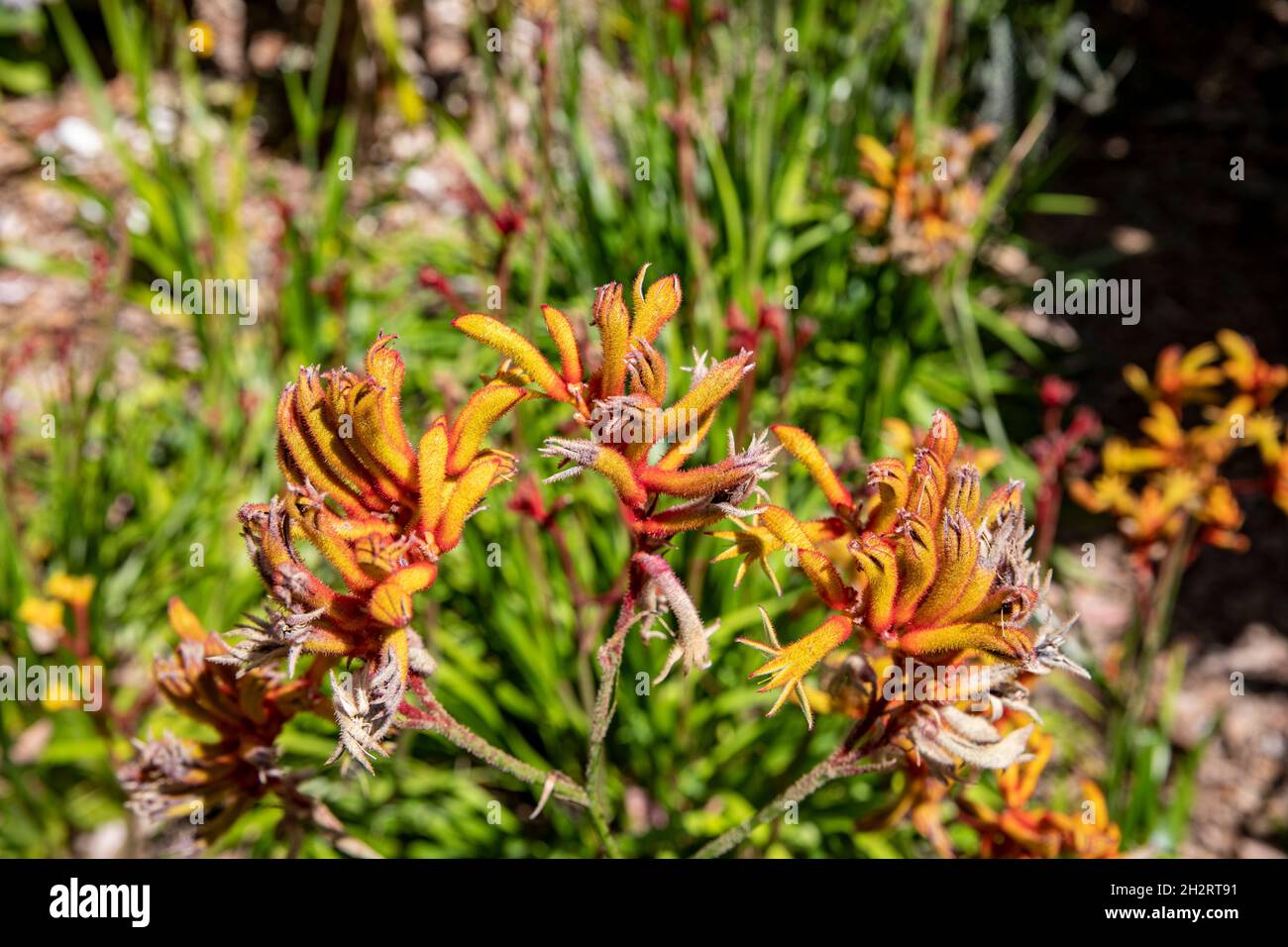 Haemodoraceae, pianta di zampa di canguro in fiore. La pianta è originaria dell'Australia occidentale, raffigurata in un giardino di Sydney, NSW, Australia Foto Stock