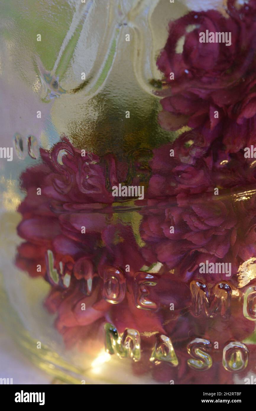 fiori in un vaso con luci Foto Stock