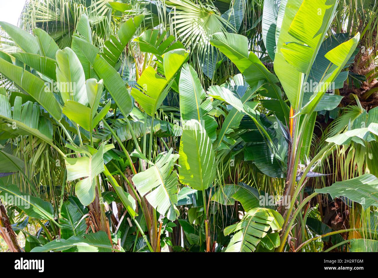 Strelitzia nicolai pianta, gigante uccello bianco di Paradise pianta a Sydney in una giornata di primavera, Australia Foto Stock