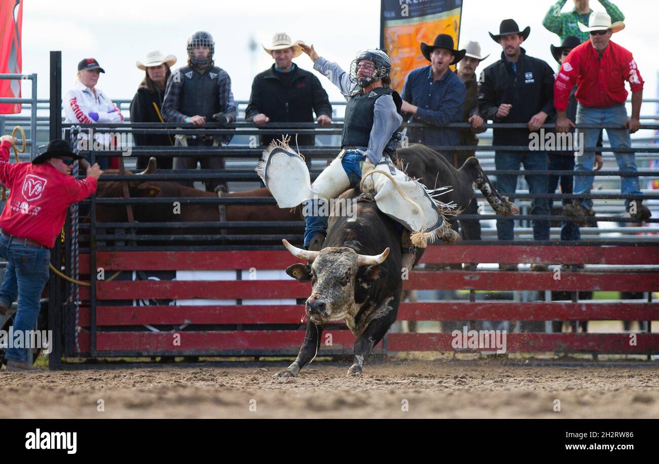 Orangeville, Canada. 23 ottobre 2021. Un cowboy compete durante le finali del campionato RAM Rodeo Tour 2021 a Orangeville, Ontario, Canada, il 23 ottobre 2021. Credit: Zou Zheng/Xinhua/Alamy Live News Foto Stock
