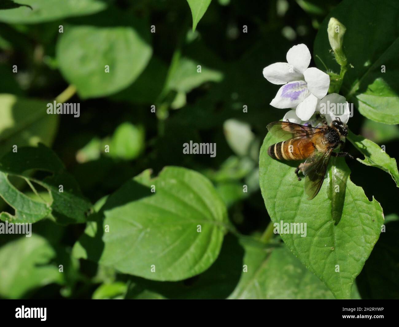 Ape di miele gigante in cerca di nettare su violetto cinese bianco o coromandel o foxglove strisciante ( Asystasia gangetica ) fioriscono in campo con verde naturale Foto Stock