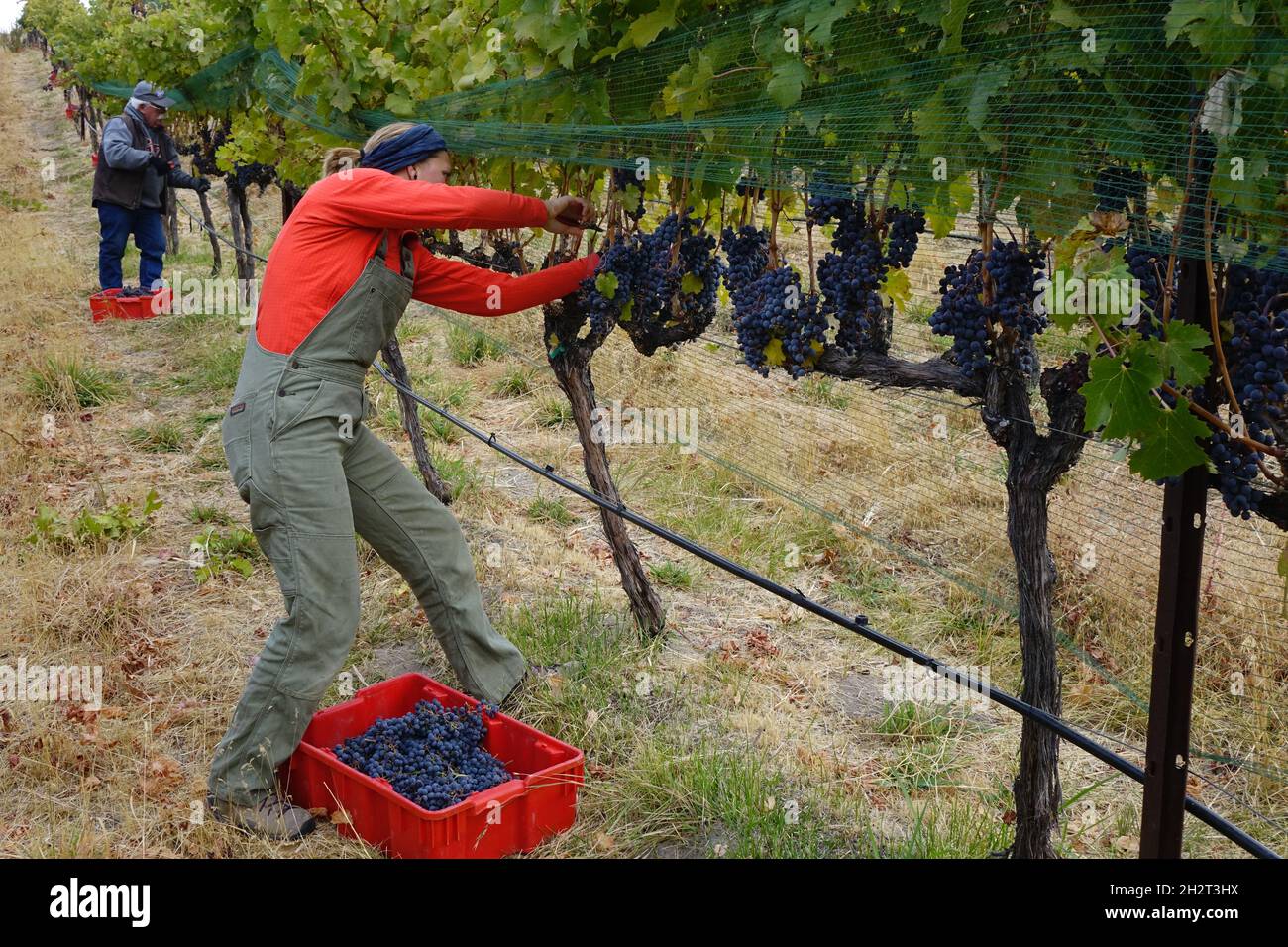 Le uve Cabernet Franc vengono raccolte nella Lake Chelan Wine Valley, Washington state. Foto Stock