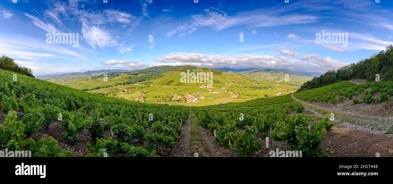 Vue panoramique sur les vignes autour du Mont Brouilly par un matin ensoleillé. Beaujolais, Francia Foto Stock