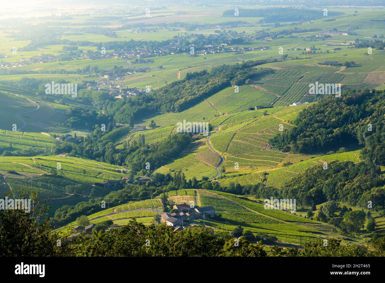 Vignes du Beaujolais, Francia Foto Stock