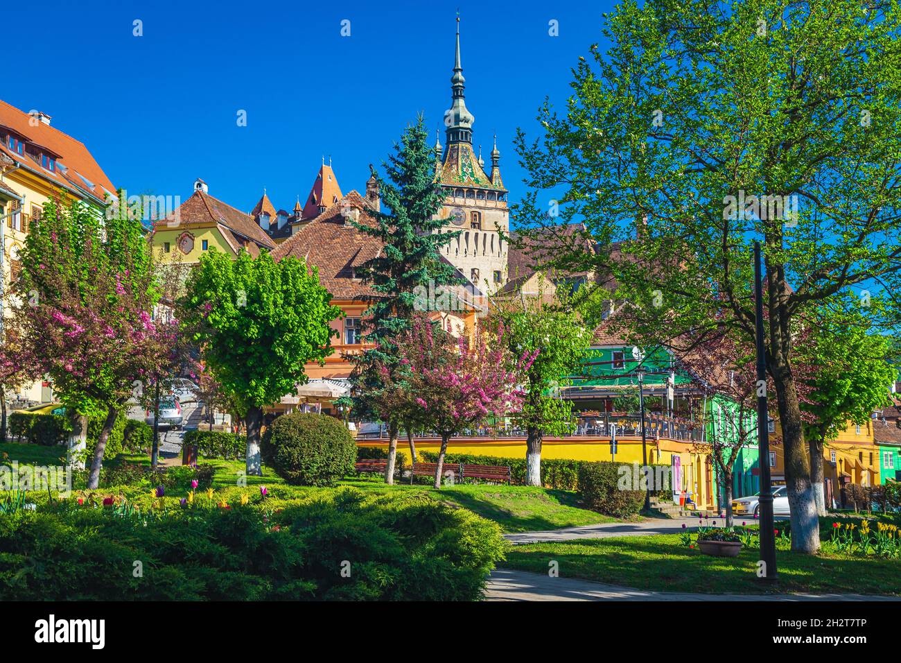 Bellissimo parco ornamentale con tulipani colorati e alberi fioriti di primavera nel centro della città medievale, Sighisoara, Transilvania, Romania, Europa Foto Stock