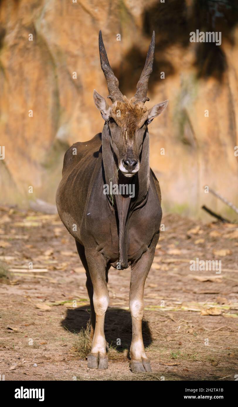 terra maschile nello zoo, antilope più grande Foto Stock