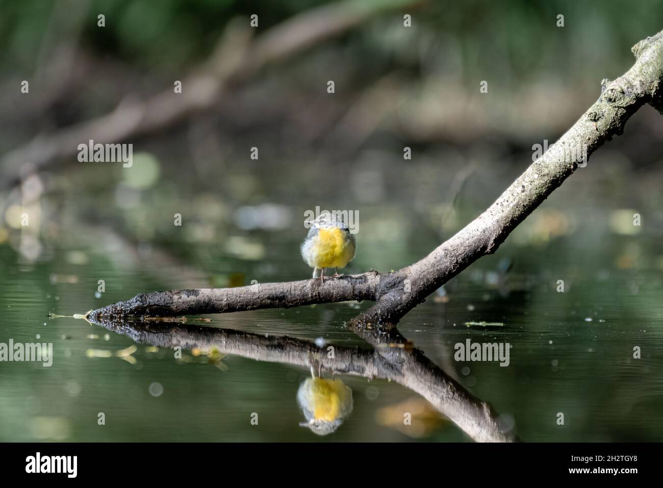 Un Gray Wagtail, Motacilla cinerea su un ramo d'albero in acqua con riflessione nel Regno Unito. Foto Stock